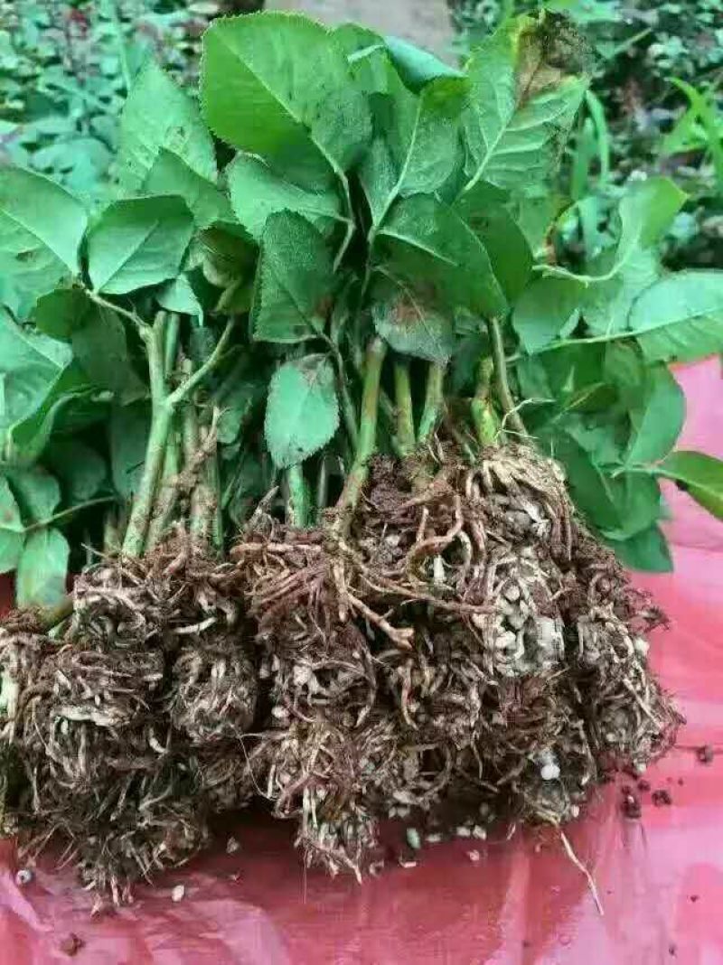 玫瑰苗10cm以下