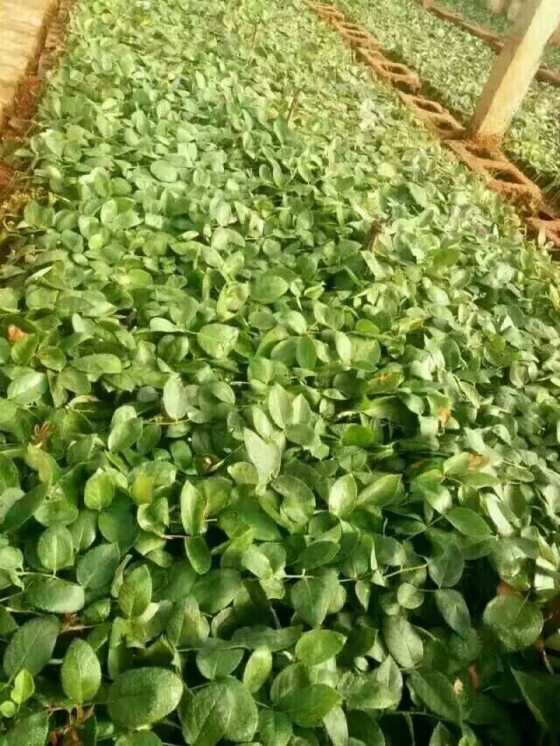 玫瑰苗10cm以下