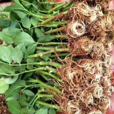 玫瑰苗10cm以下