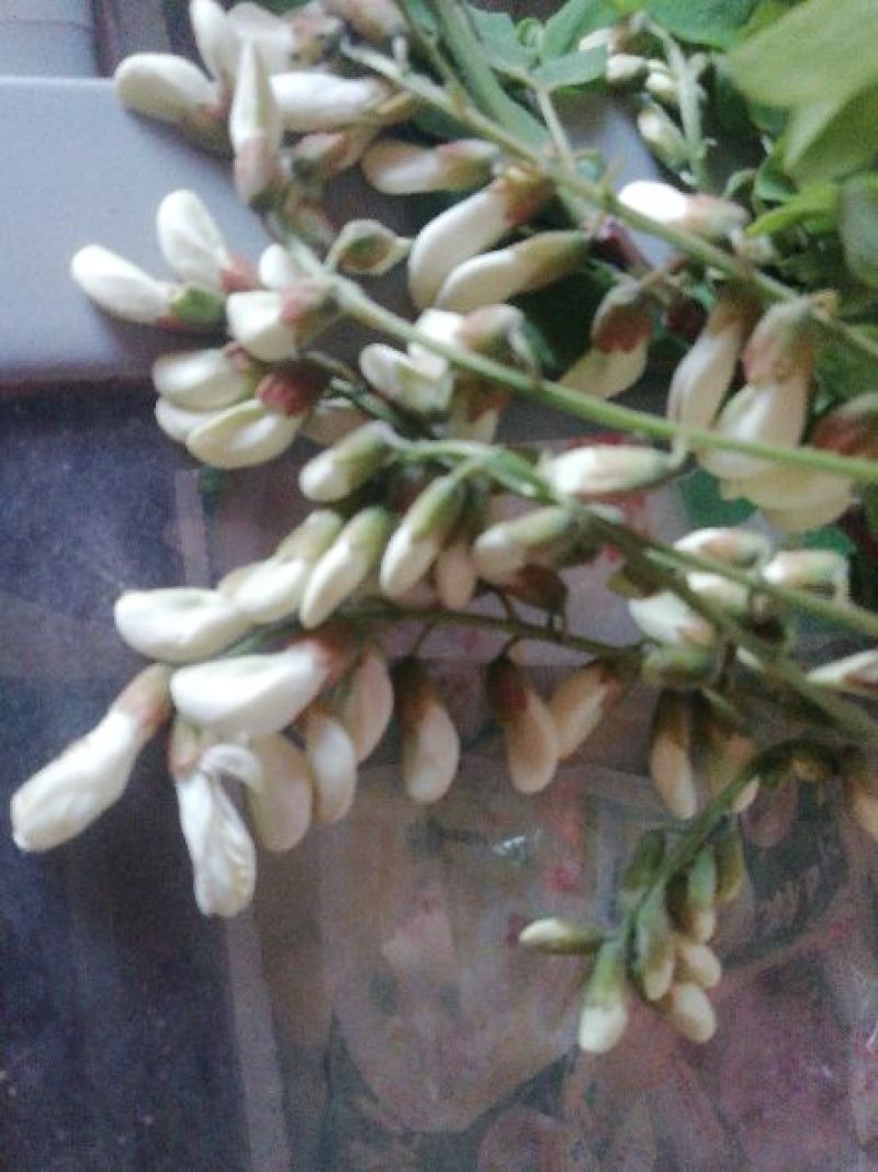 槐花