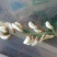 槐花
