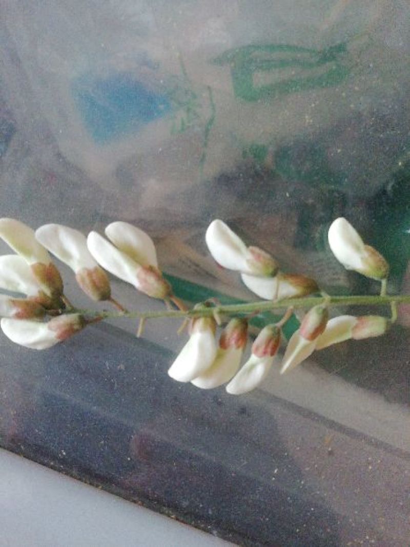 槐花
