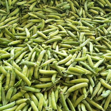 长寿仁豌豆，较饱满颜色绿！本基地有万亩豌豆产品优良！