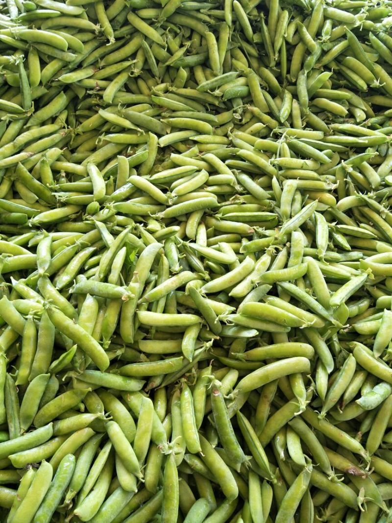 长寿仁豌豆，较饱满颜色绿！本基地有万亩豌豆产品优良！