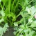 芹菜40cm以上大量上市，品质好！