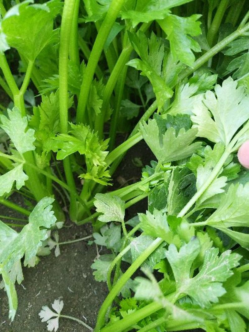 芹菜40cm以上大量上市，品质好！