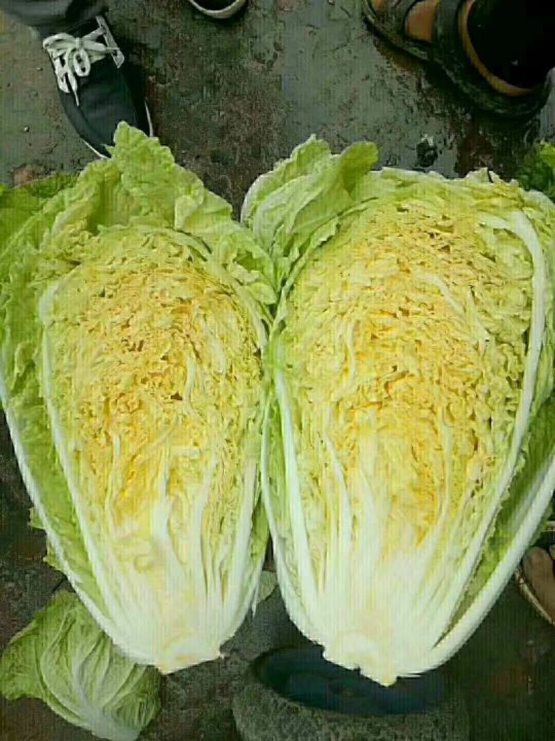 精品黄心大白菜单颗在4～6斤，产地直销，无烧心，无抽苔