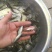 优鲈1号鱼苗