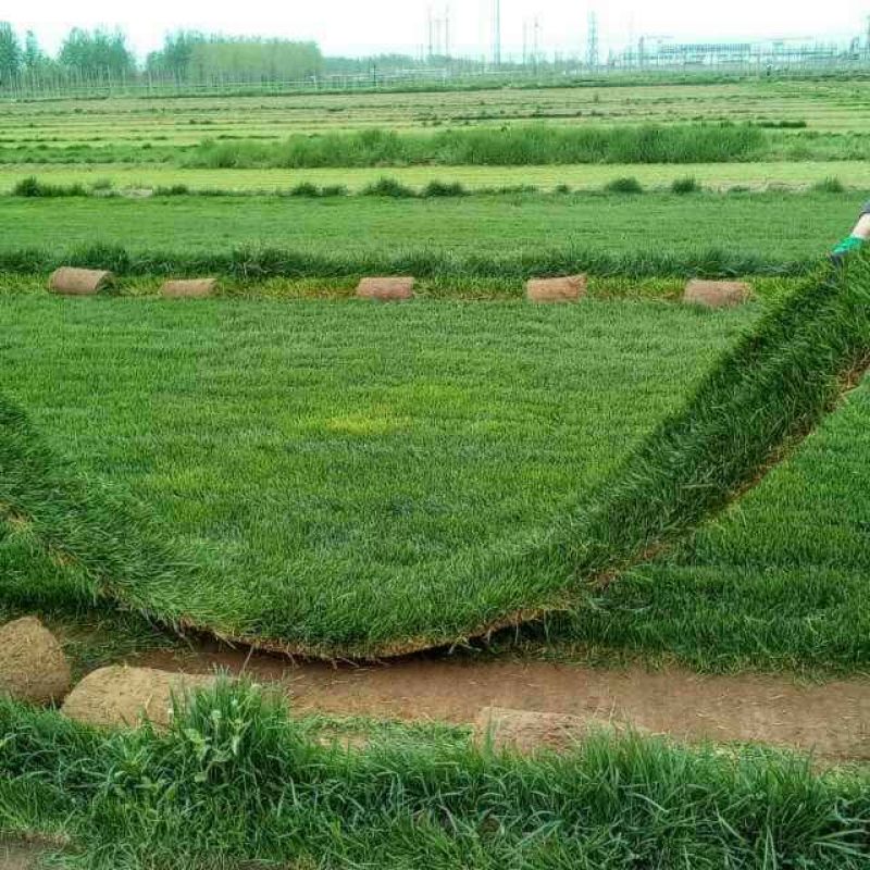 草皮