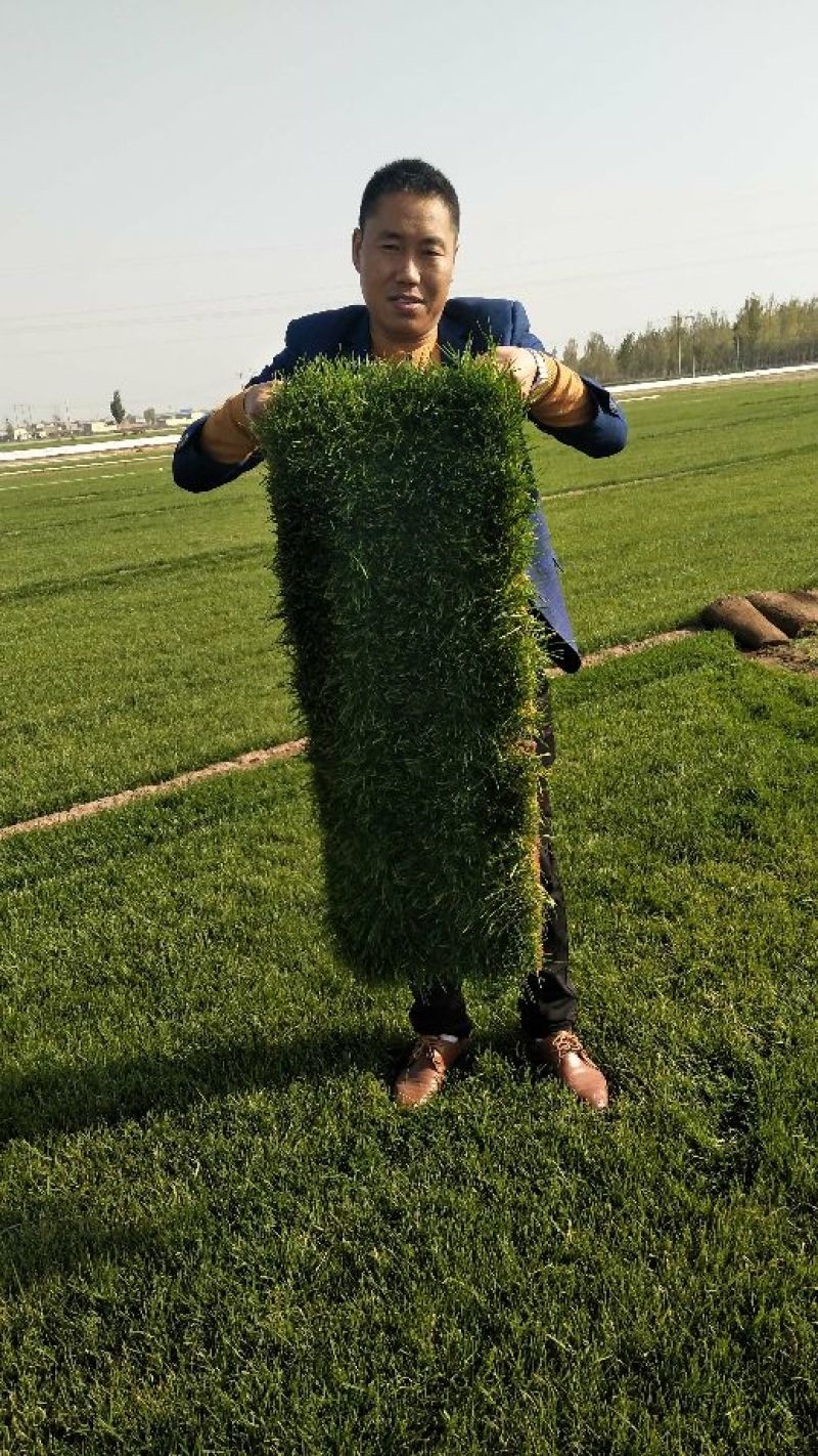 草皮