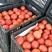 硬粉西红柿弧三以上硬粉精品
