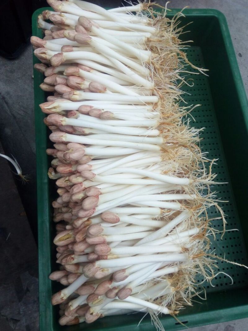 花生芽散装