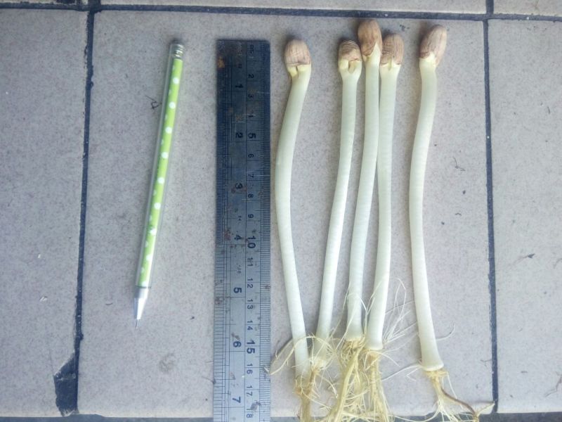 花生芽散装