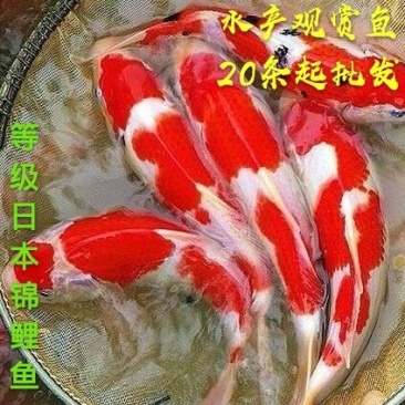 锦鲤鱼批发-锦鲤鱼苗基地直供-水花供应-价格优惠