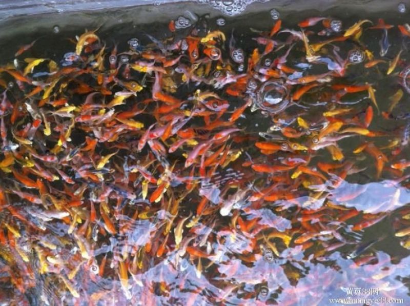 锦鲤鱼批发-锦鲤鱼苗基地直供-水花供应-价格优惠