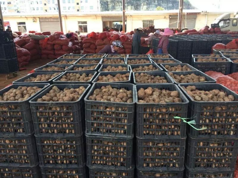 魔芋提共供技术包回收全国包邮周边专车送货