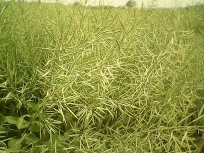 甘蓝型油菜籽1级