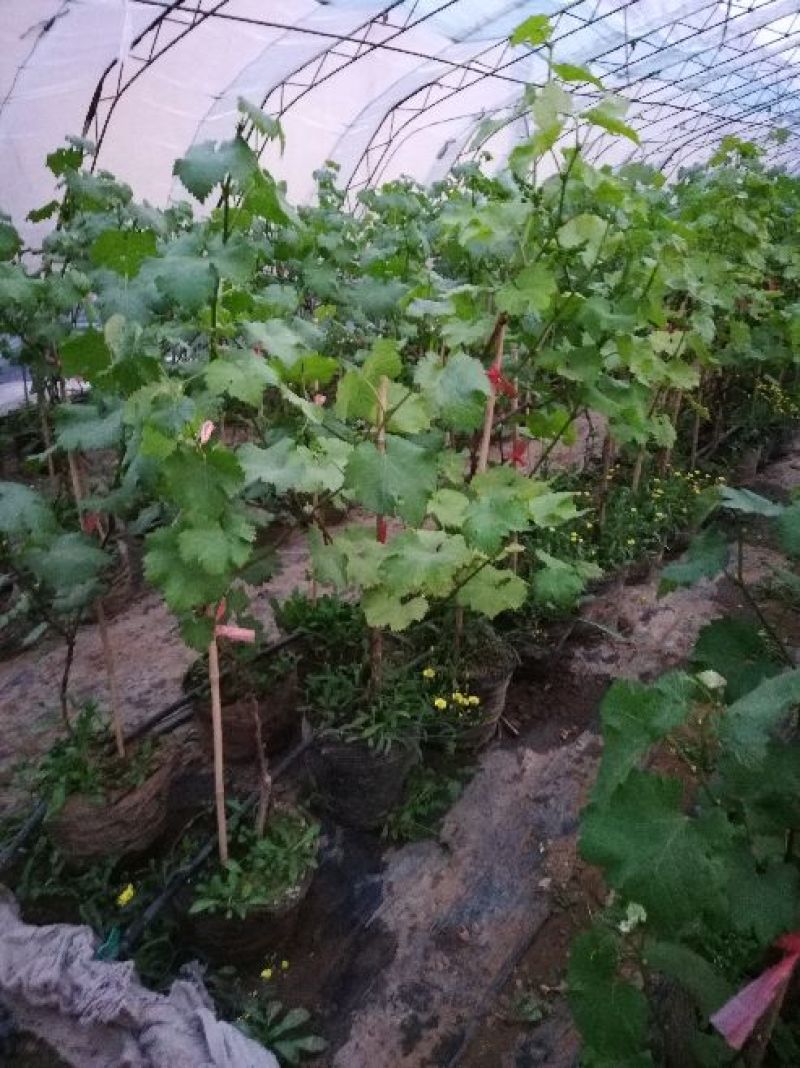 盆栽葡萄80~100cm