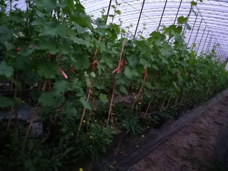 盆栽葡萄80~100cm
