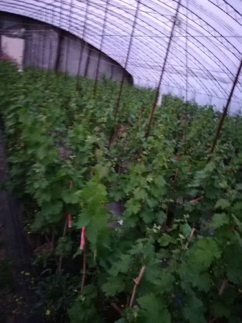 盆栽葡萄80~100cm