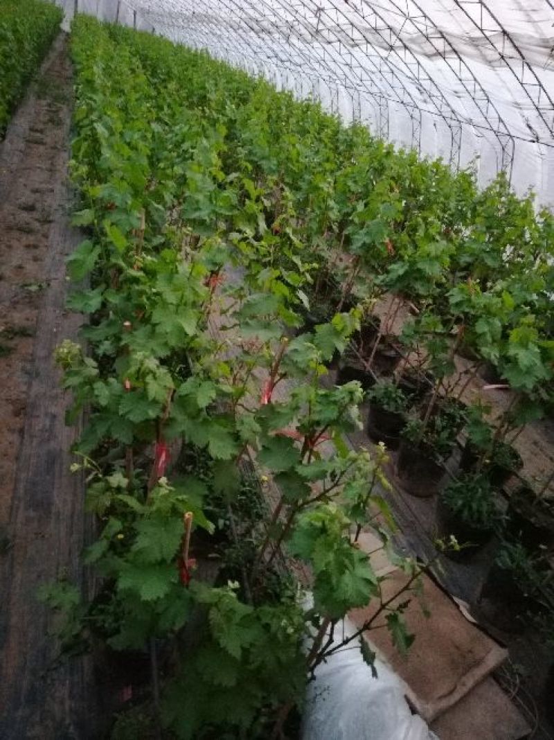 盆栽葡萄80~100cm