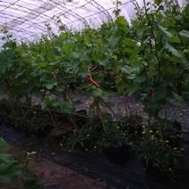 盆栽葡萄80~100cm