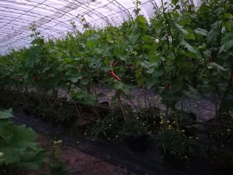 盆栽葡萄80~100cm