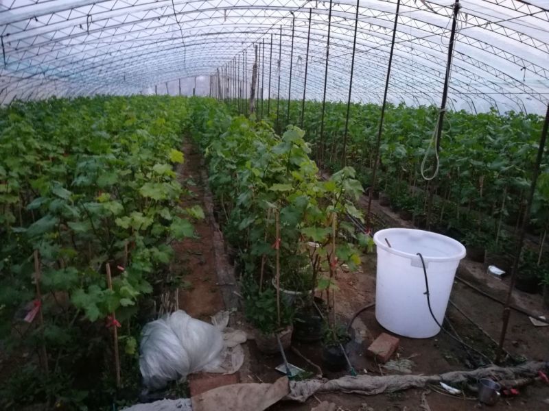 盆栽葡萄80~100cm