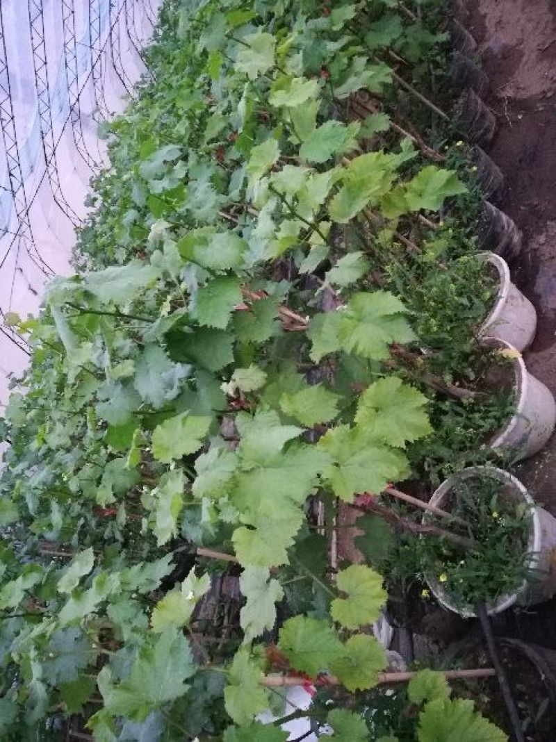 盆栽葡萄80~100cm