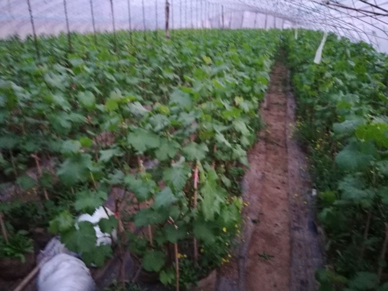 盆栽葡萄80~100cm