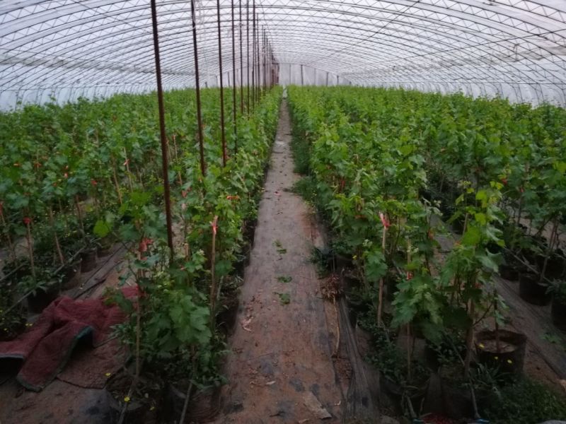 盆栽葡萄80~100cm