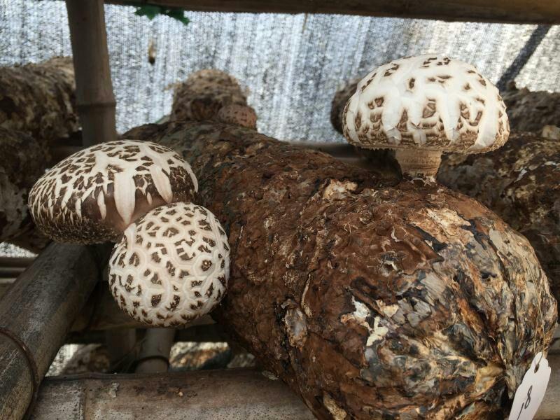香菇菌种（代料或段木种植用各种香菇栽培用菌种）