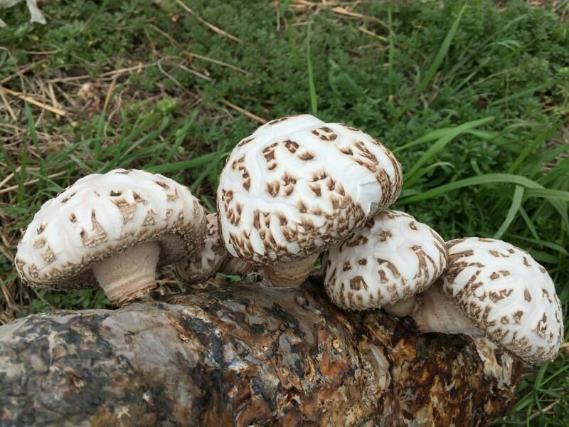 香菇菌种（代料或段木种植用各种香菇栽培用菌种）