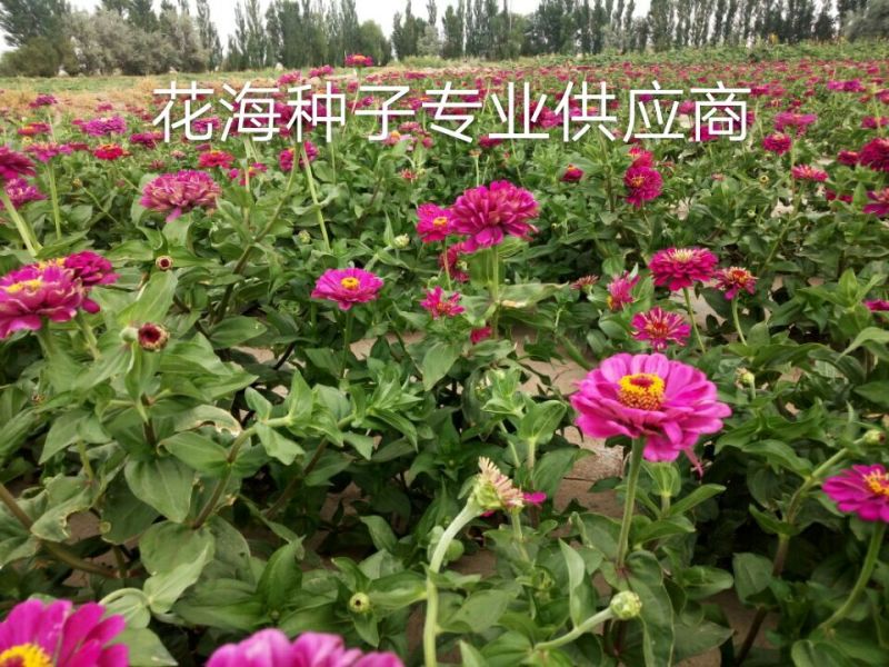 百日草种子