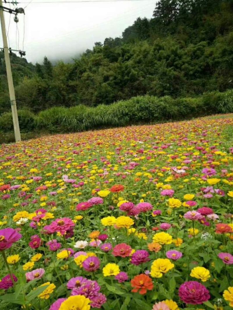 百日草种子