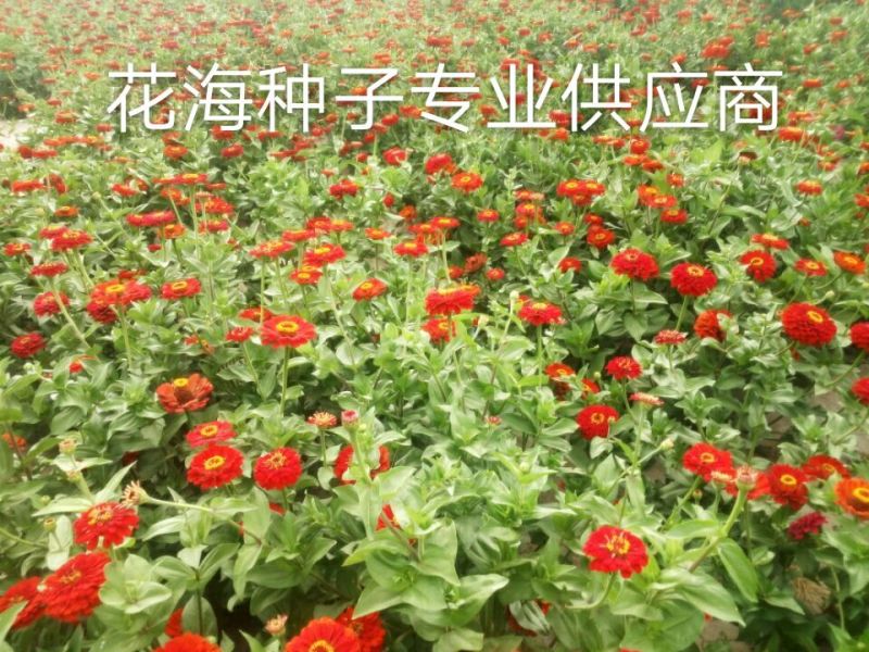 百日草种子