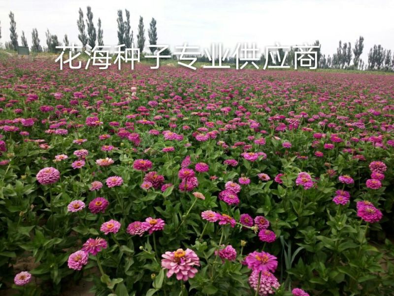百日草种子