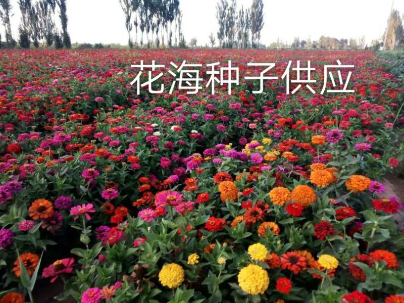 百日草种子