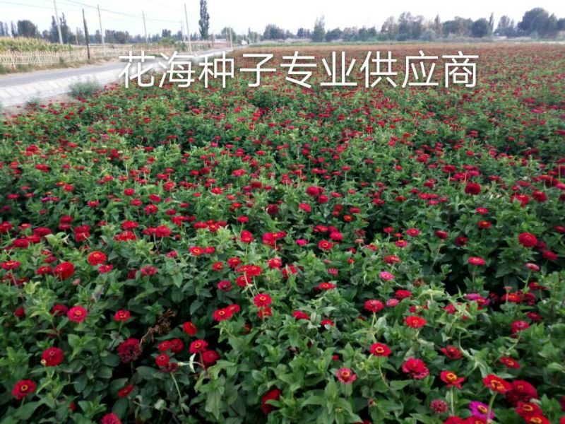 百日草种子