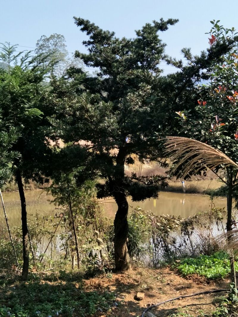 罗汉松
