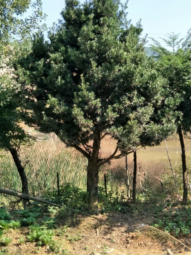 罗汉松