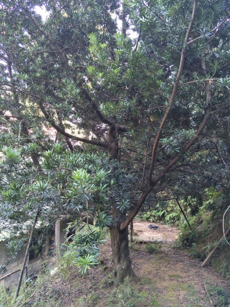 罗汉松