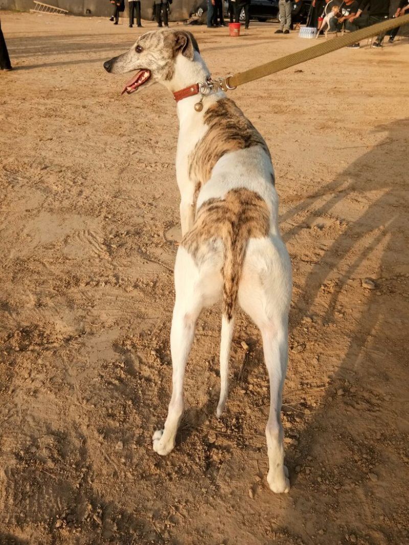 格惠犬加速，射步，直提，专业打场比赛狗。