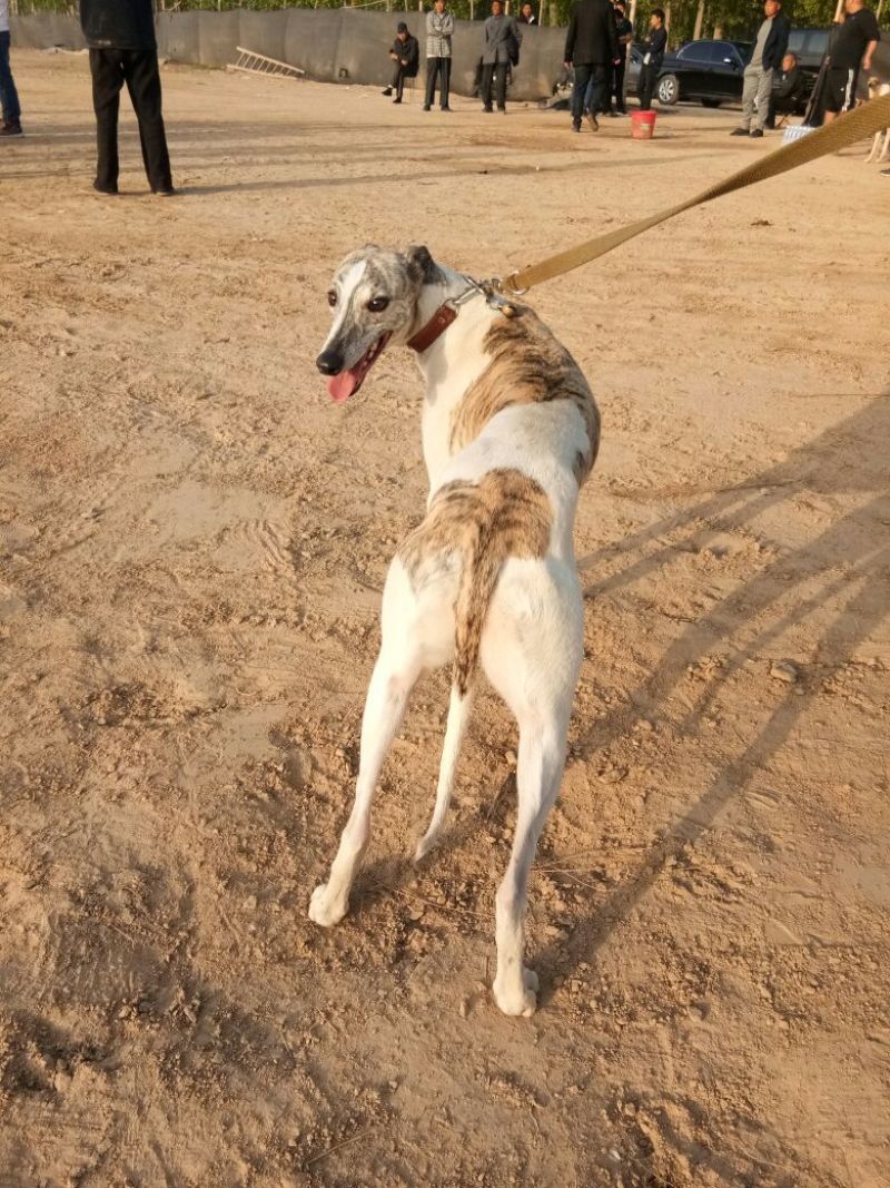 格惠犬加速，射步，直提，专业打场比赛狗。