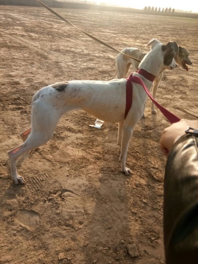 格惠犬加速，射步，直提，专业打场比赛狗。
