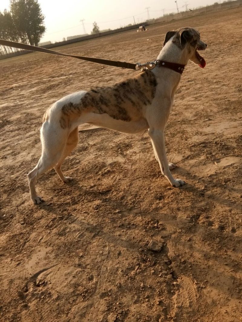 格惠犬加速，射步，直提，专业打场比赛狗。