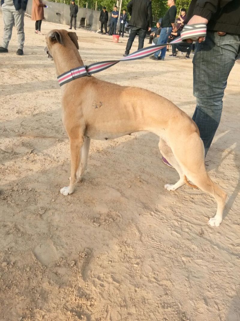 格惠犬加速，射步，直提，专业打场比赛狗。