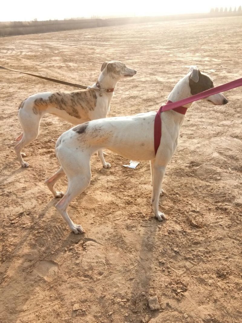 格惠犬加速，射步，直提，专业打场比赛狗。