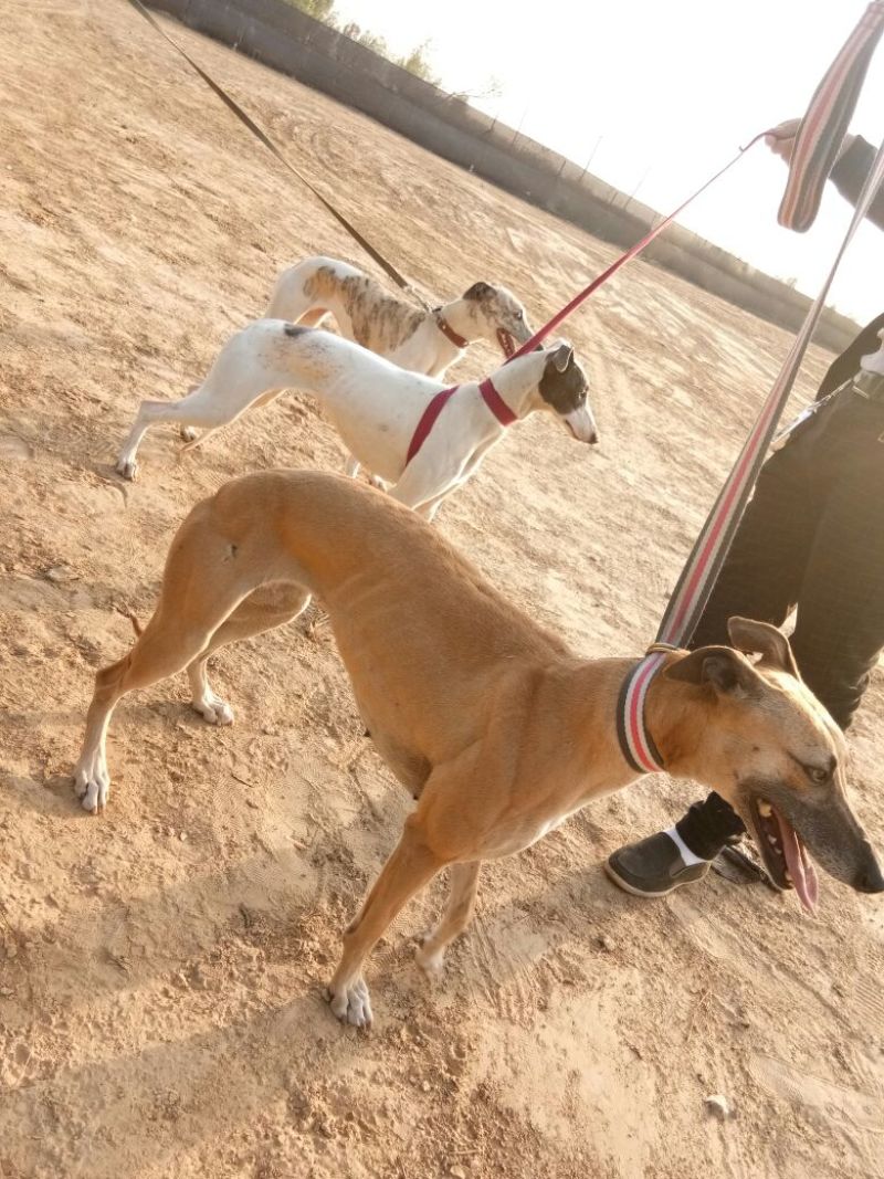 格惠犬加速，射步，直提，专业打场比赛狗。