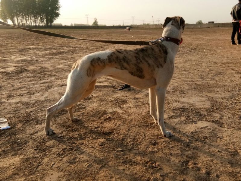 格惠犬加速，射步，直提，专业打场比赛狗。